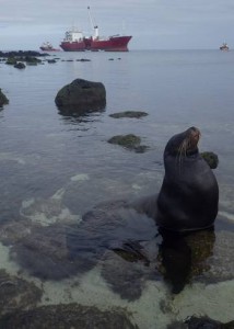 Sea-lion in Wreck Bay, San Cristobal