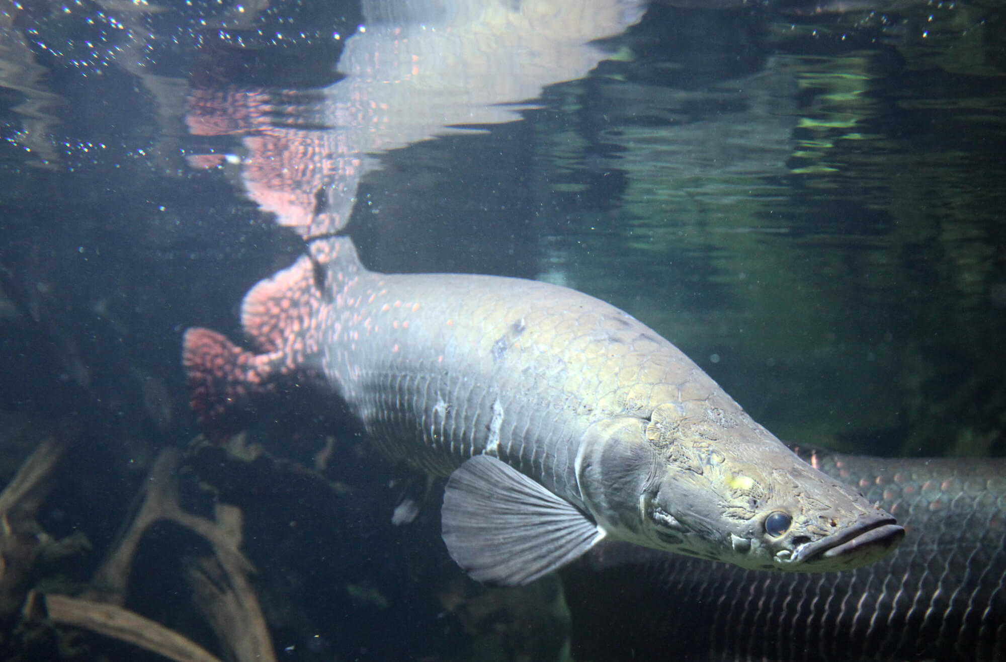 A real Amazon river monster - the Arapaima
