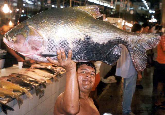 pacu amazon river fish