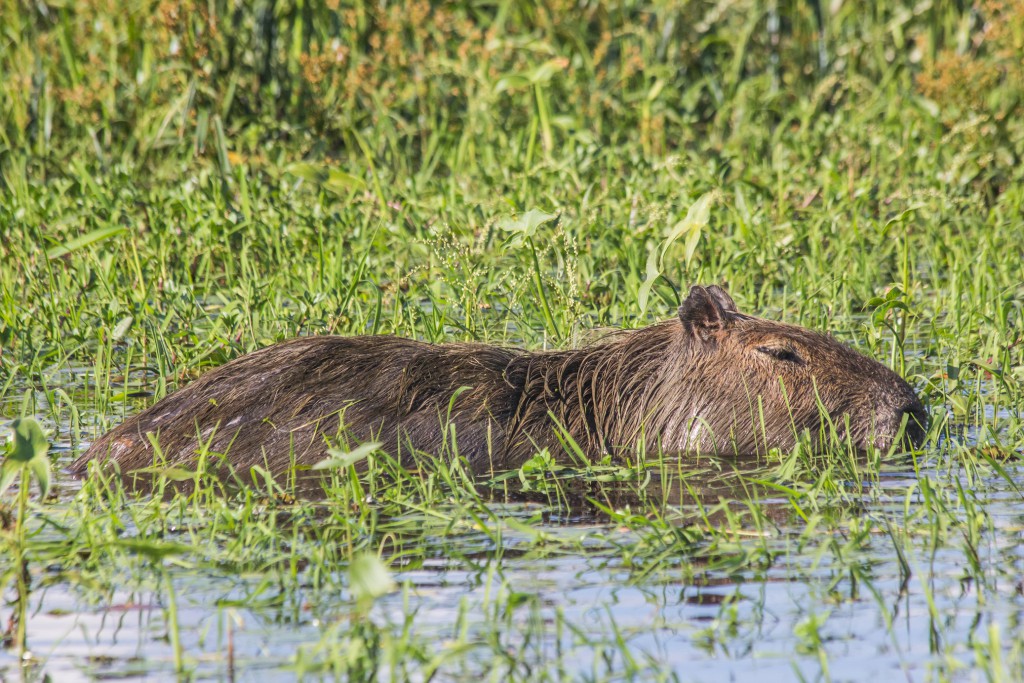 esteros-capybara - Family Holidays to South America, RealWorld Holidays