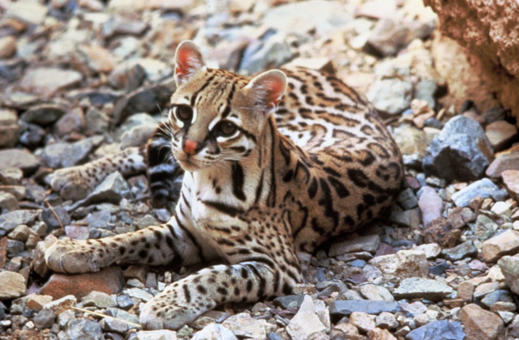 Ocelot, realworld, cutest animals in south america