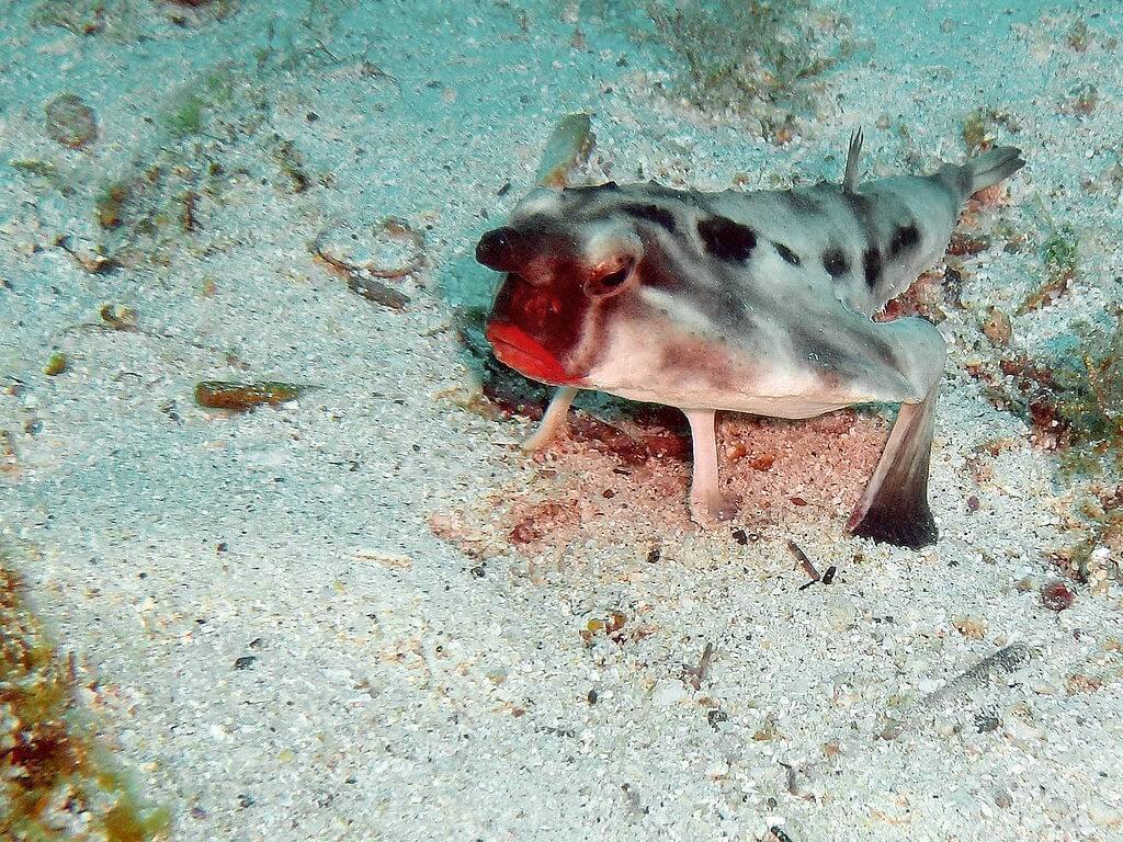 Red-lipped_Bat_fish, realworld, weirdest animals in south america