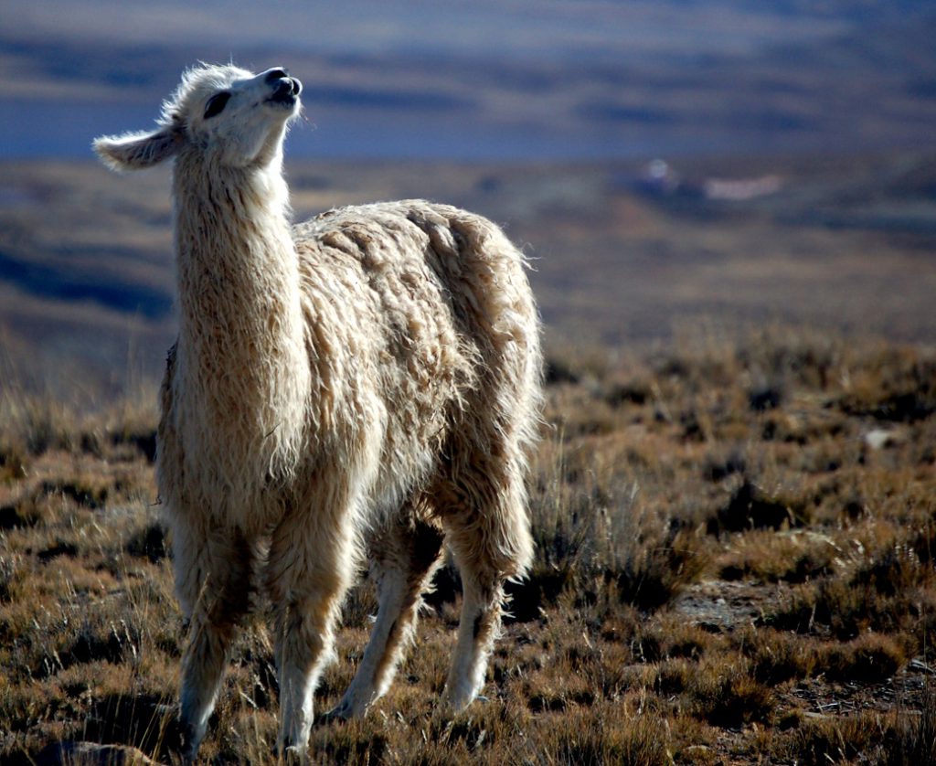Things You Never Knew About Llamas! - RealWords
