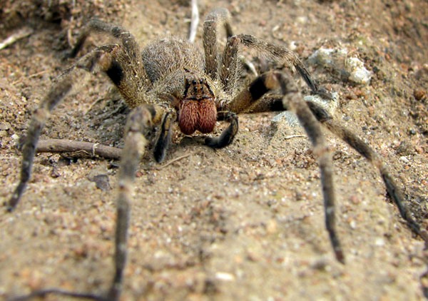 Brazilian wandering spider (wiki)