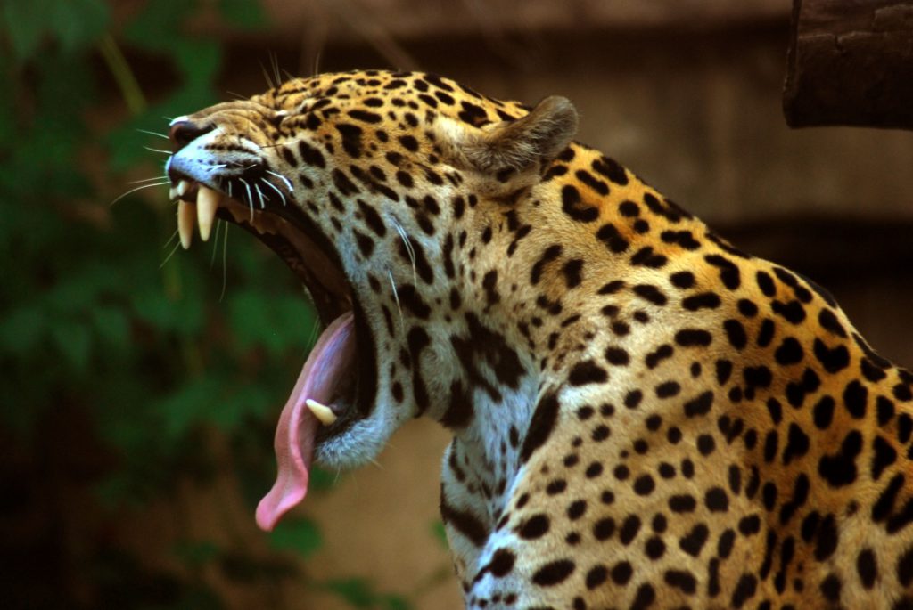 jaguar (wiki)