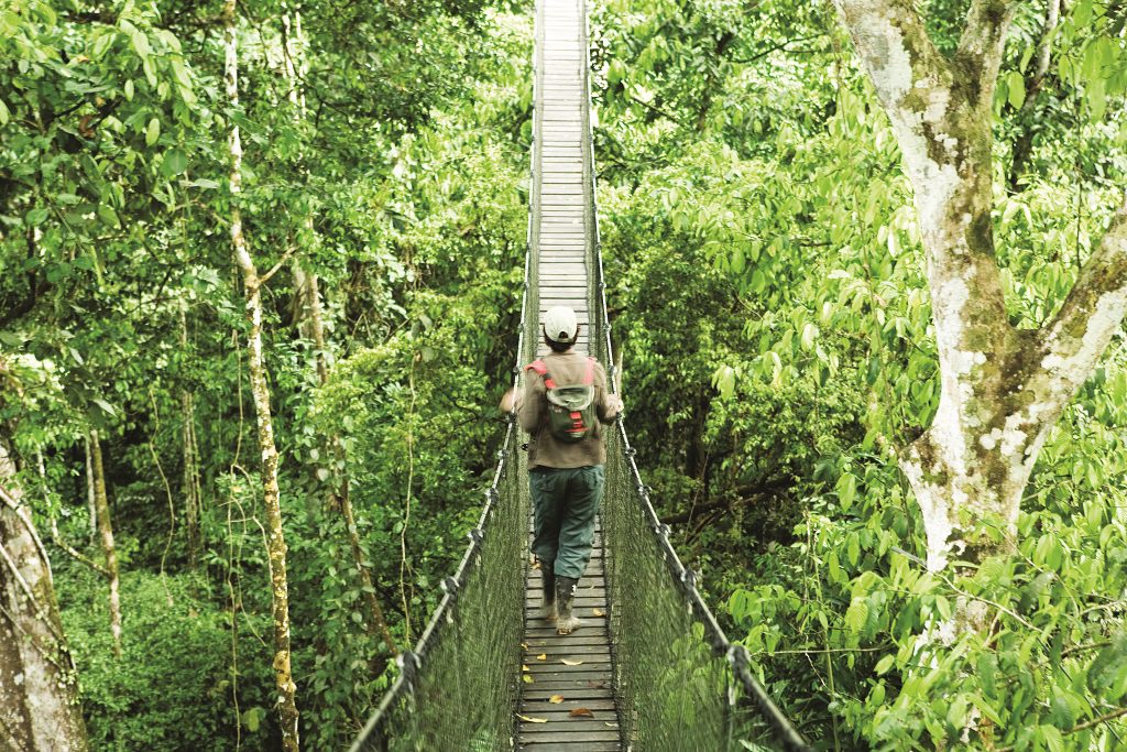 canopy walkway in the Amazon