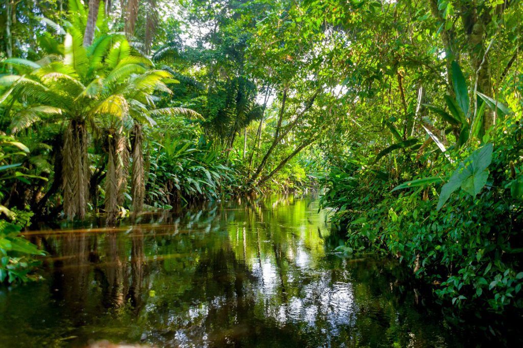 Amazon tributary