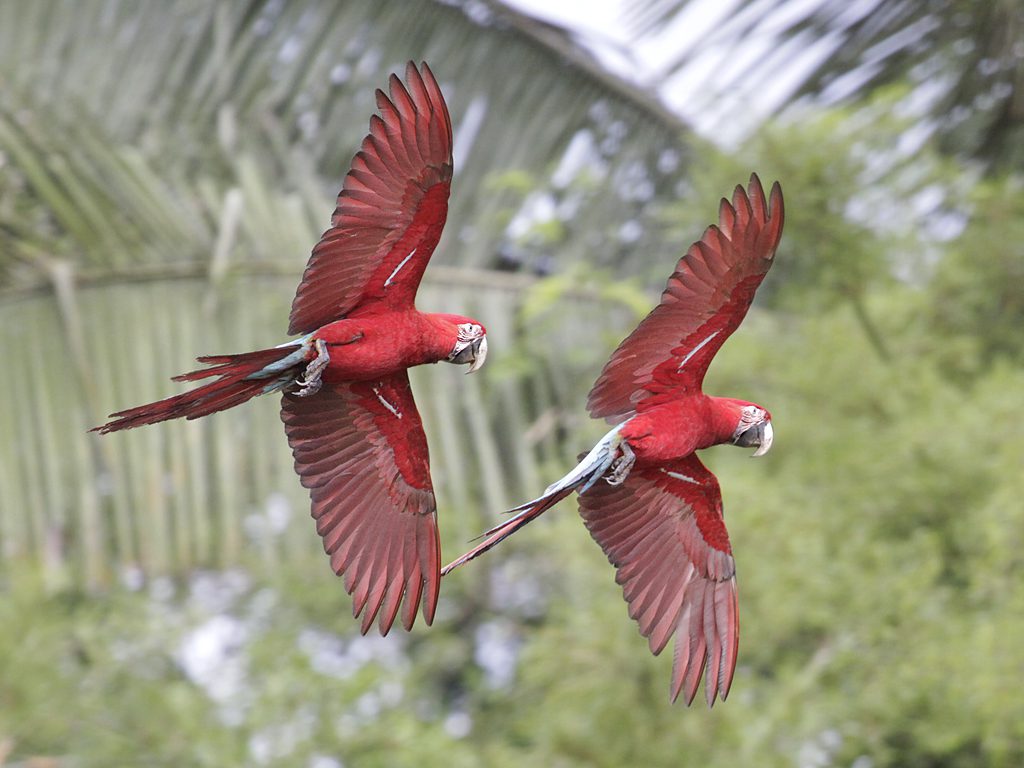 Red parrots flying