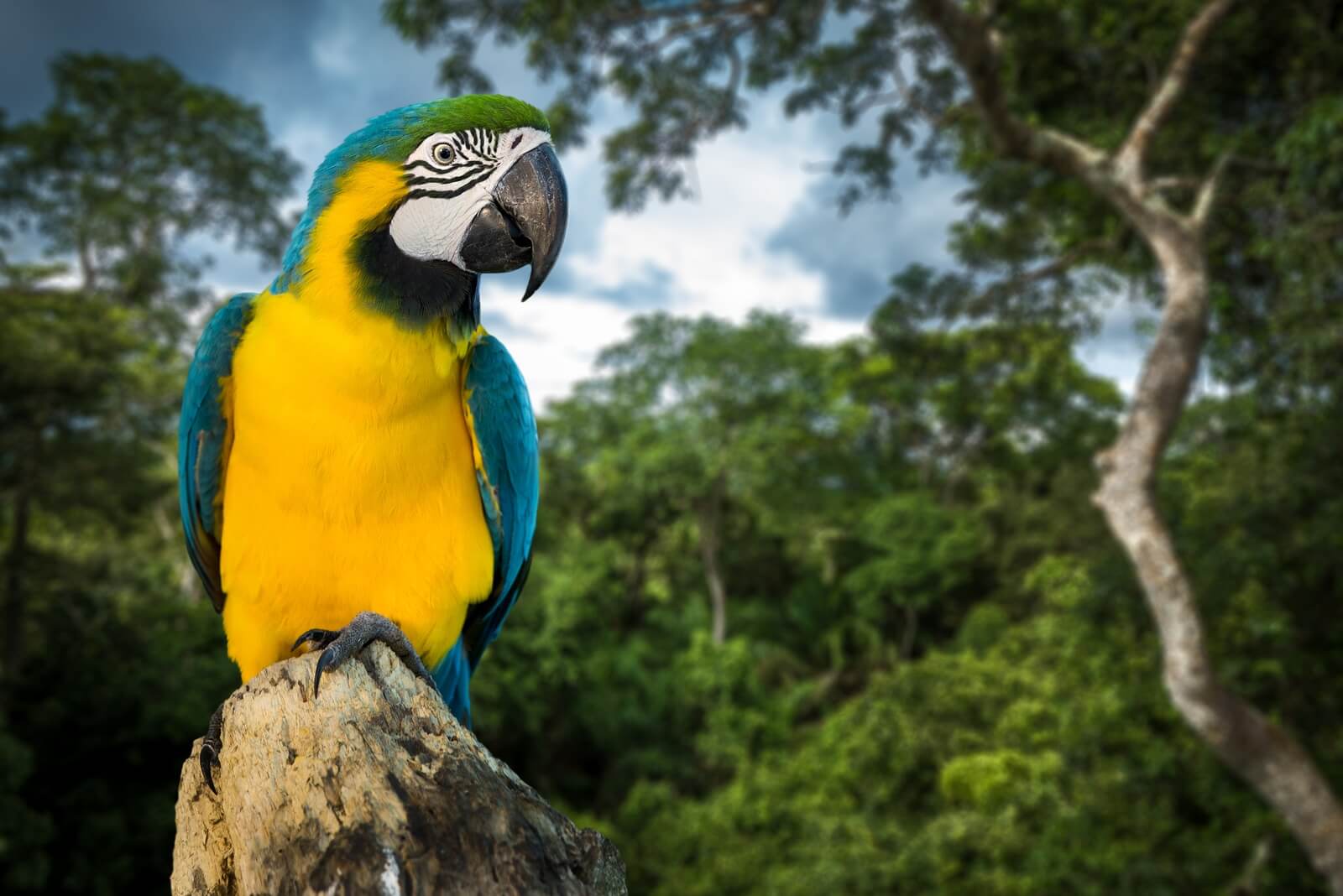 Blue and Yellow Macaw in Amazon rainforest