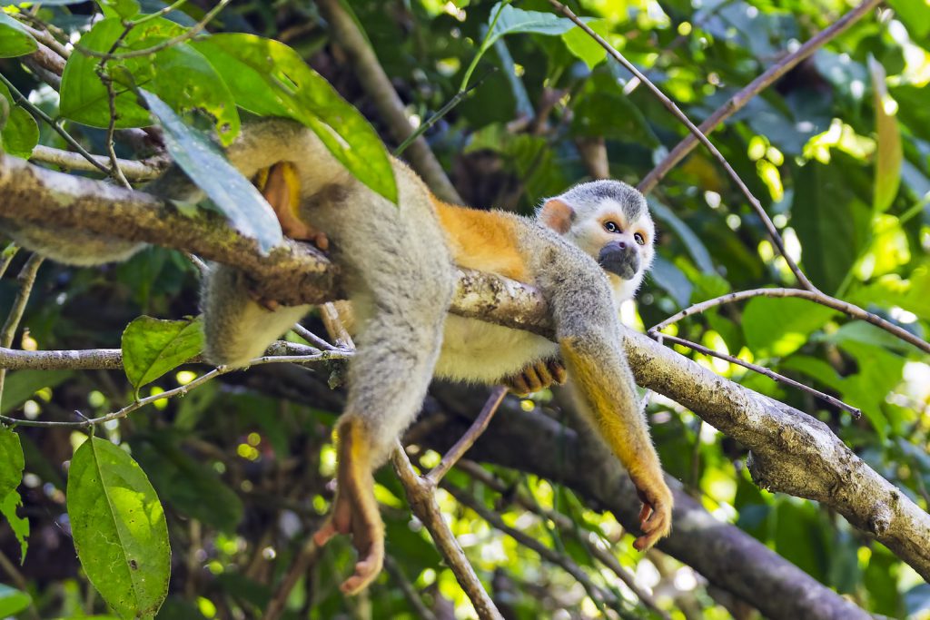 Squirrel monkey in a branch in Manuel Antonio NP - Costa Rica