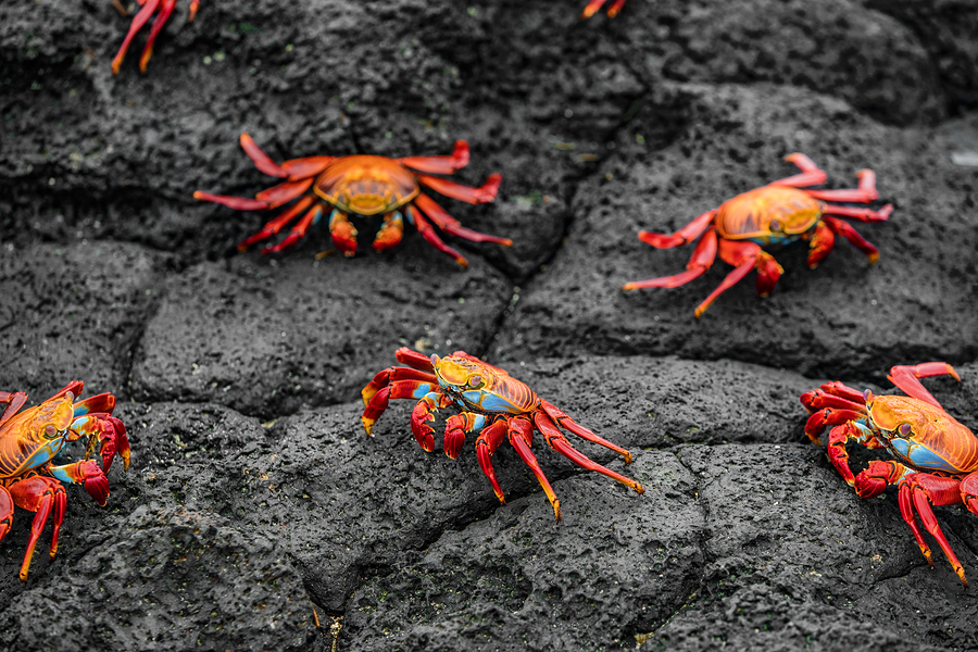 Sally Lightfoot Crabs on Galapagos Islands eating on rock.