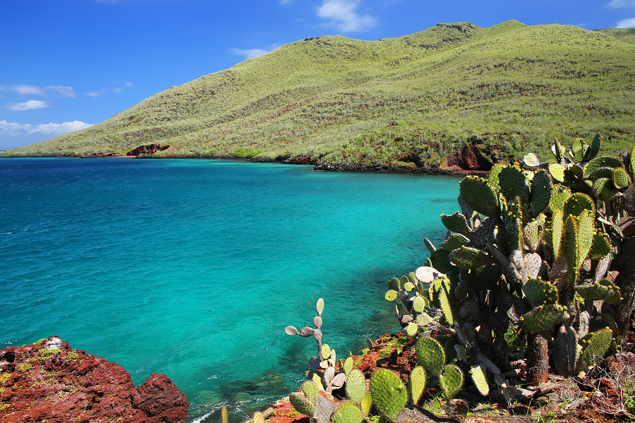 Galapagos prickly pear on Rabida Island in Galapagos National Park Ecuador. It is endemic to the Galapagos Islands.