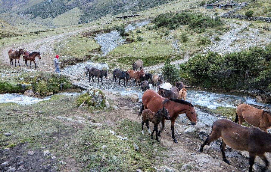 Horses on the Inca Trail