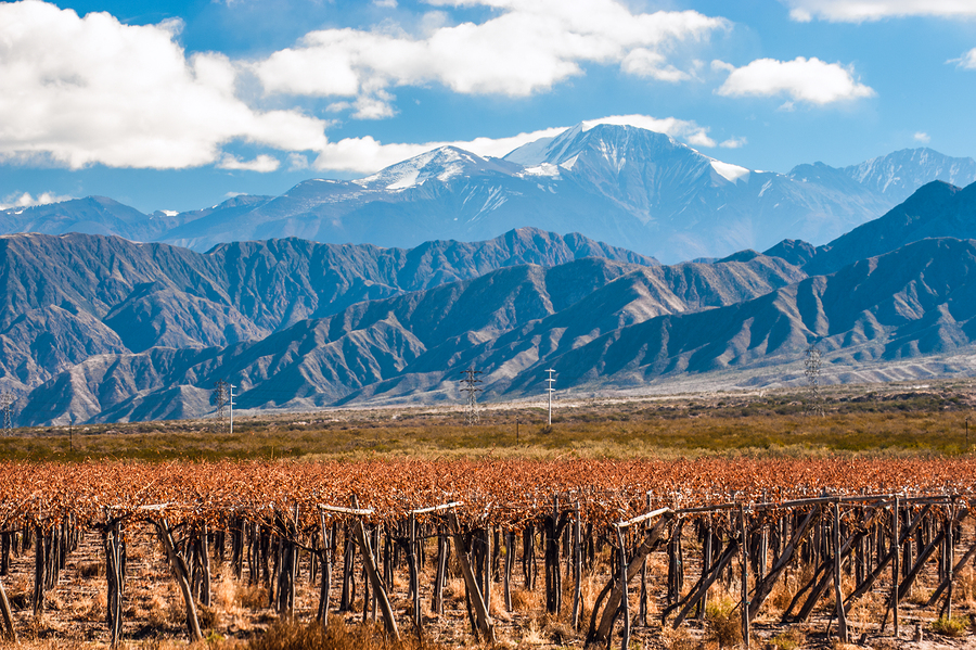 Volcano Aconcagua and Vineyard. Aconcagua is the highest mountain in the Americas.
