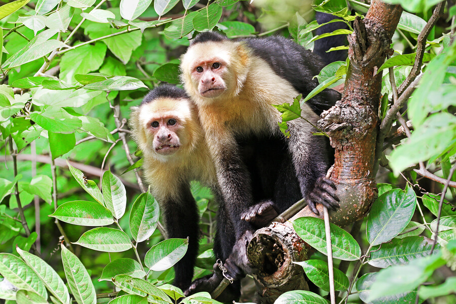 Two curious monkeys perched on a branch in a forest in Costa Rica.
